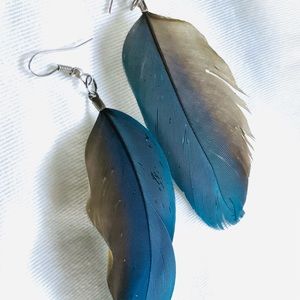 Real Parrot- Macaw Blue and yellow Feather Earrings.